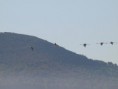 /album/photo-gallery-photogallery/flamingoes-flying-in-to-laguna-de-zonar-jpg/